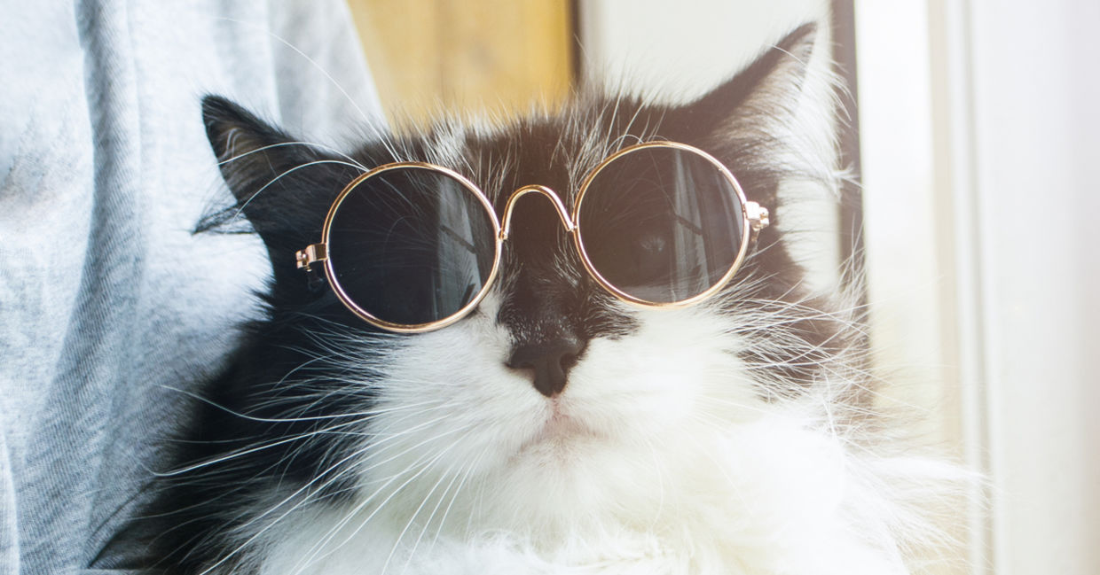 A fluffy cat proudly wears sunglasses.