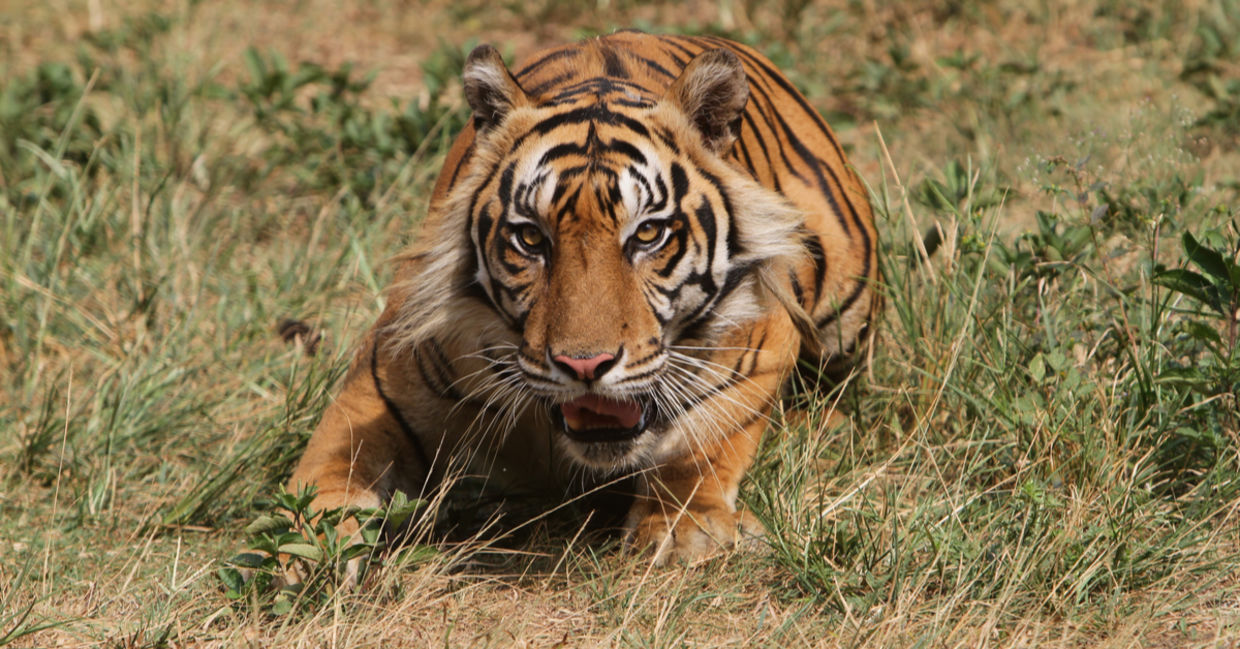 tiger ready to pounce