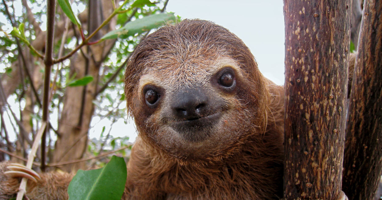 4 Life Lessons From Sloths: Nature's Slowest Animals - Goodnet