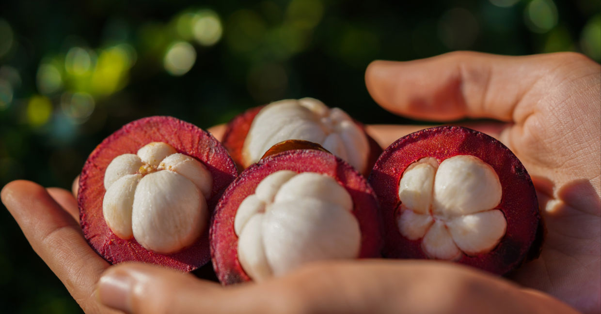 Woman holding Mangosteen, a tropical fruit  with health benefits.