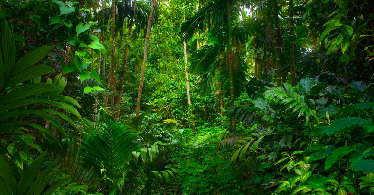 Asian Rainforest.