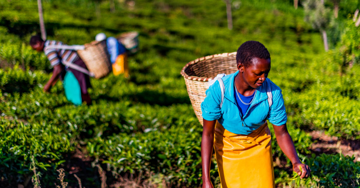 Women harvesting tea.