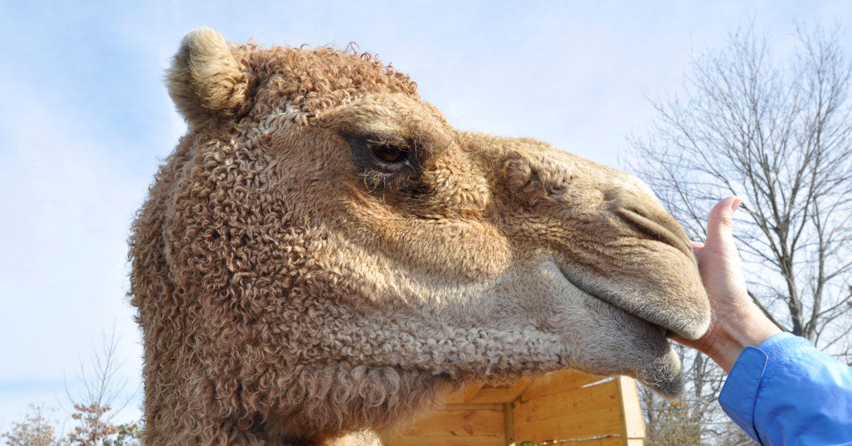 Camels are unusual support animals.