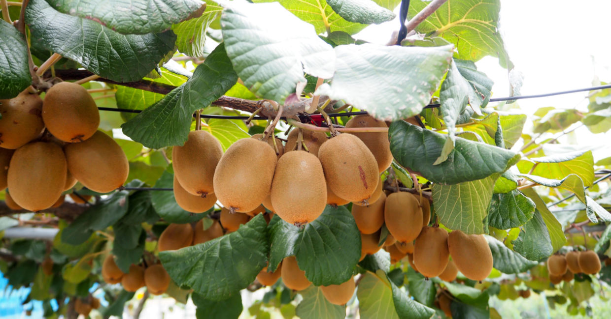 This beneficial fruit grows on trees.