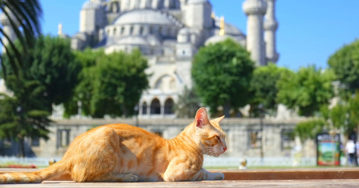 Ginger cat sleeping on a bench in front of the Blue Mosque ( Sultan Ahmet Camii ) in Istanbul, Turkey