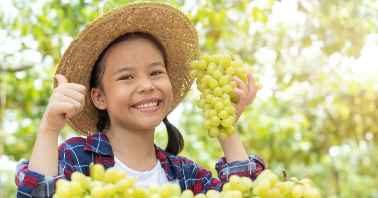 A young girl in a vineyard holds up bunches of green grapes.
