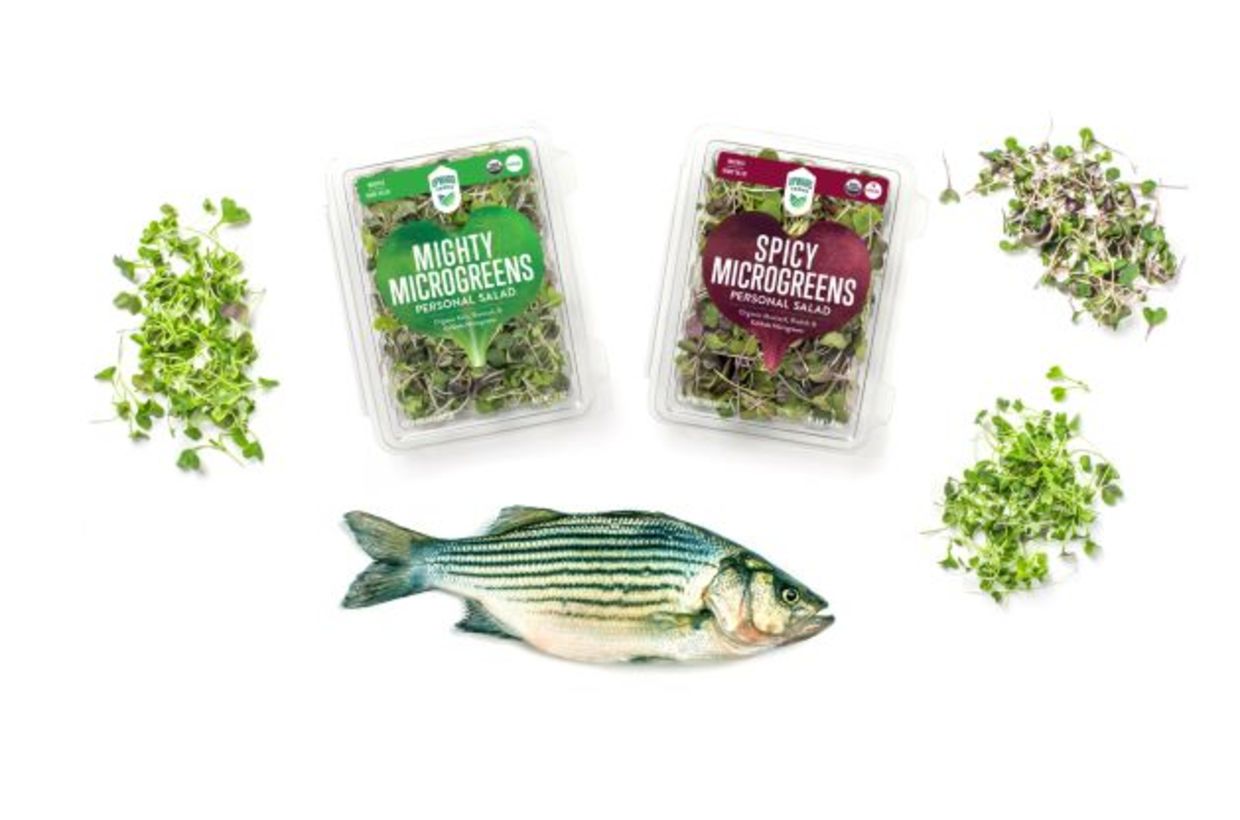 Microgreens and fish are sold locally.