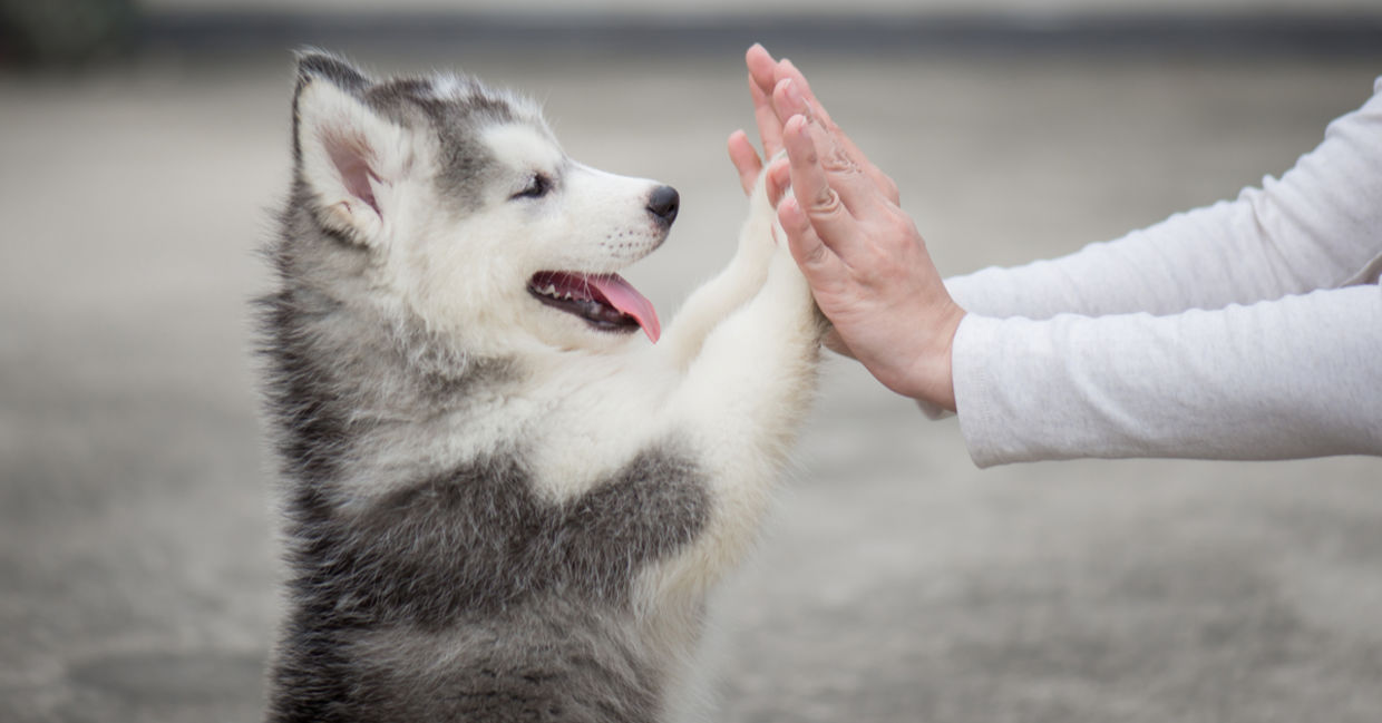 7 Super Funny Gifs Of Just Hilarious Huskies Being Silly - I Can