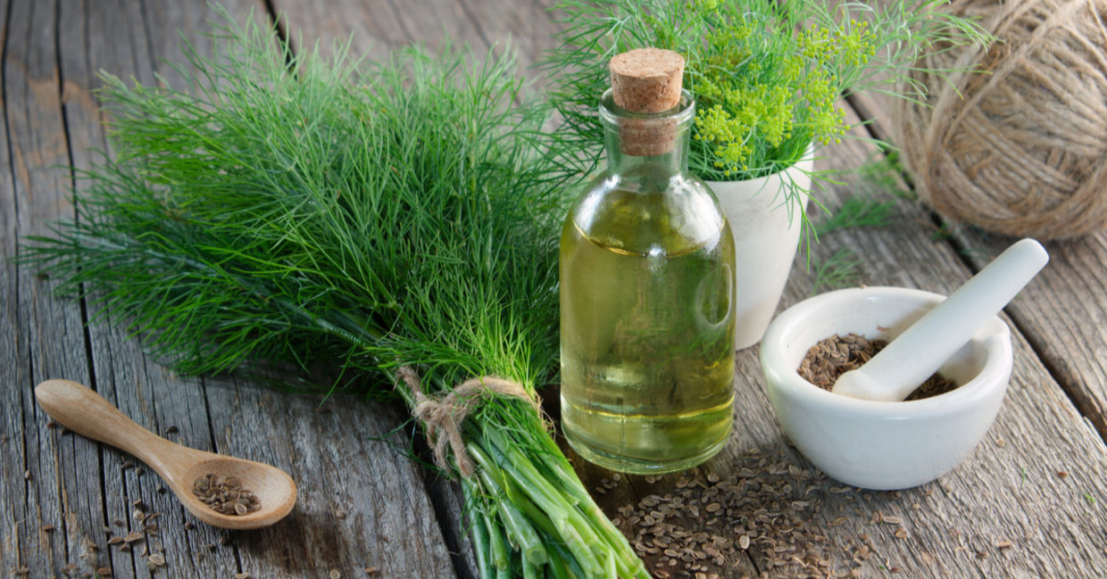 dill is a natural healing herb.