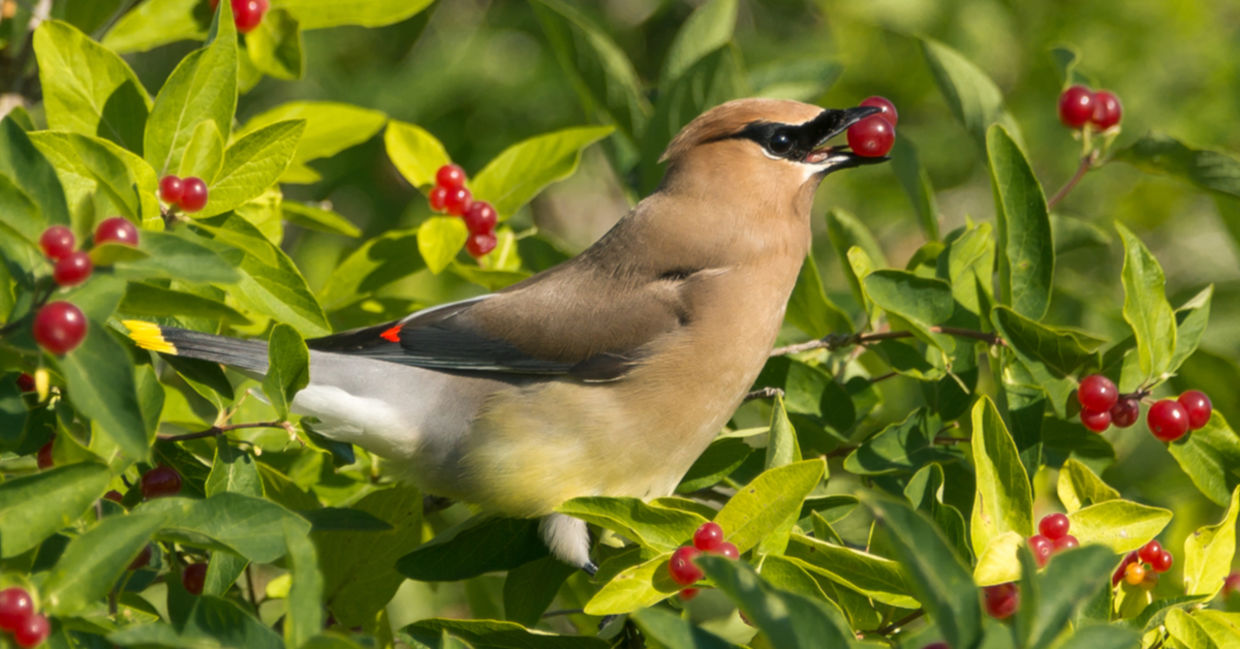 A cedar waxwing collects berries.