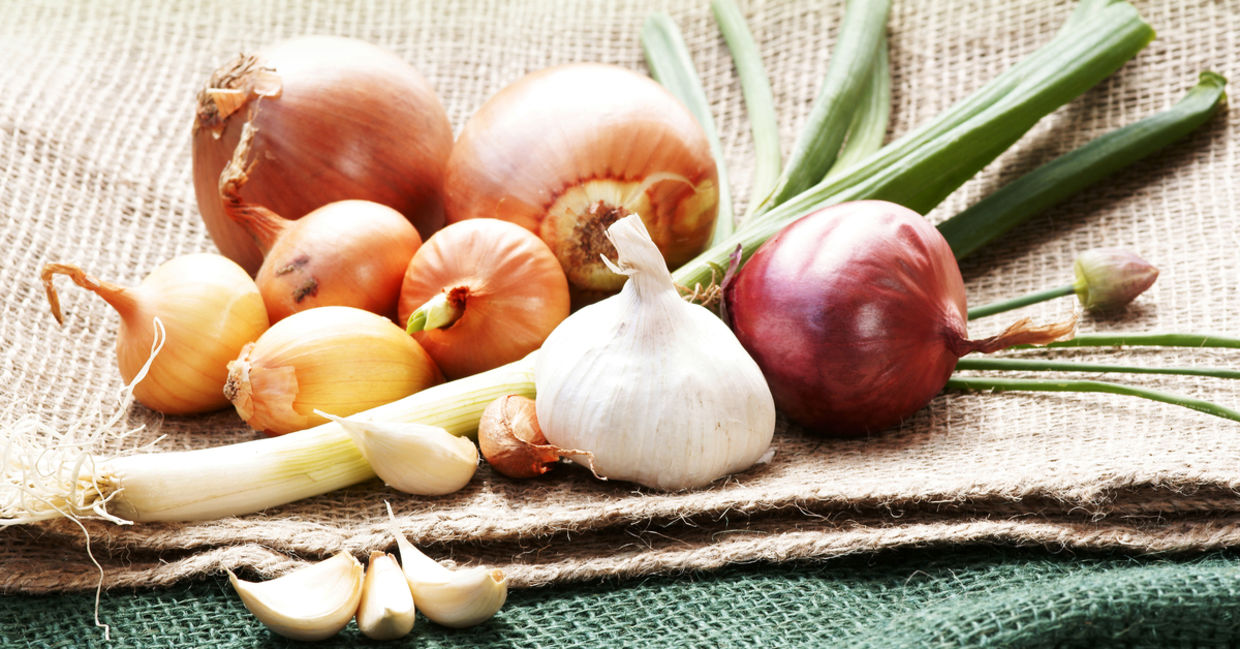 Onions and garlic are prebiotics