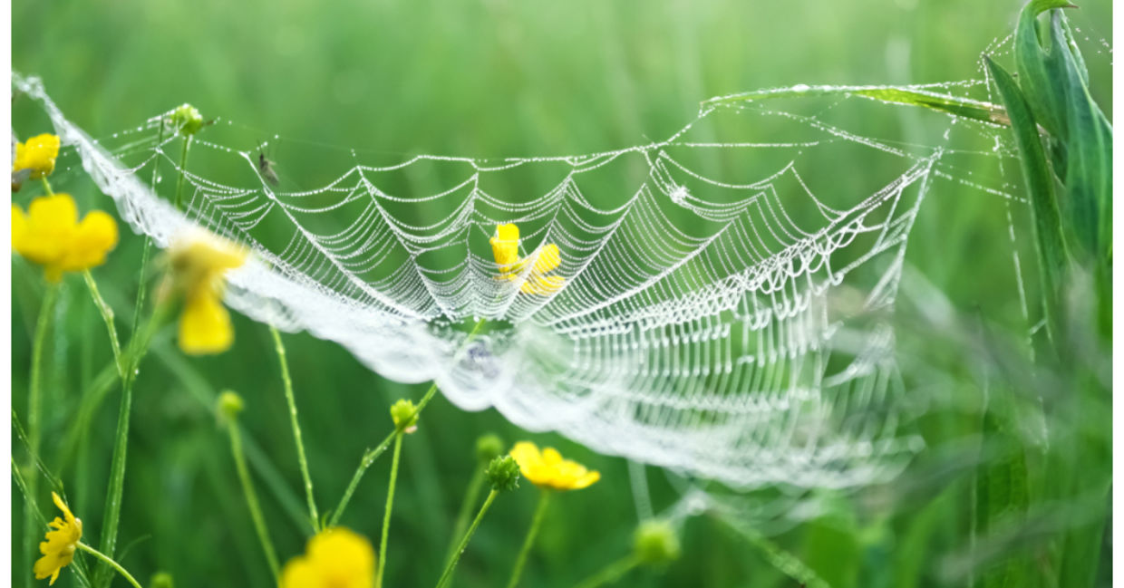 The morning dew on a spider web makes it glisten.
