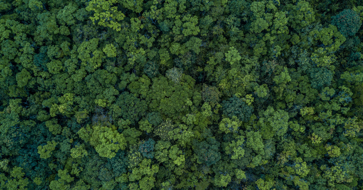Top shot of a forest.