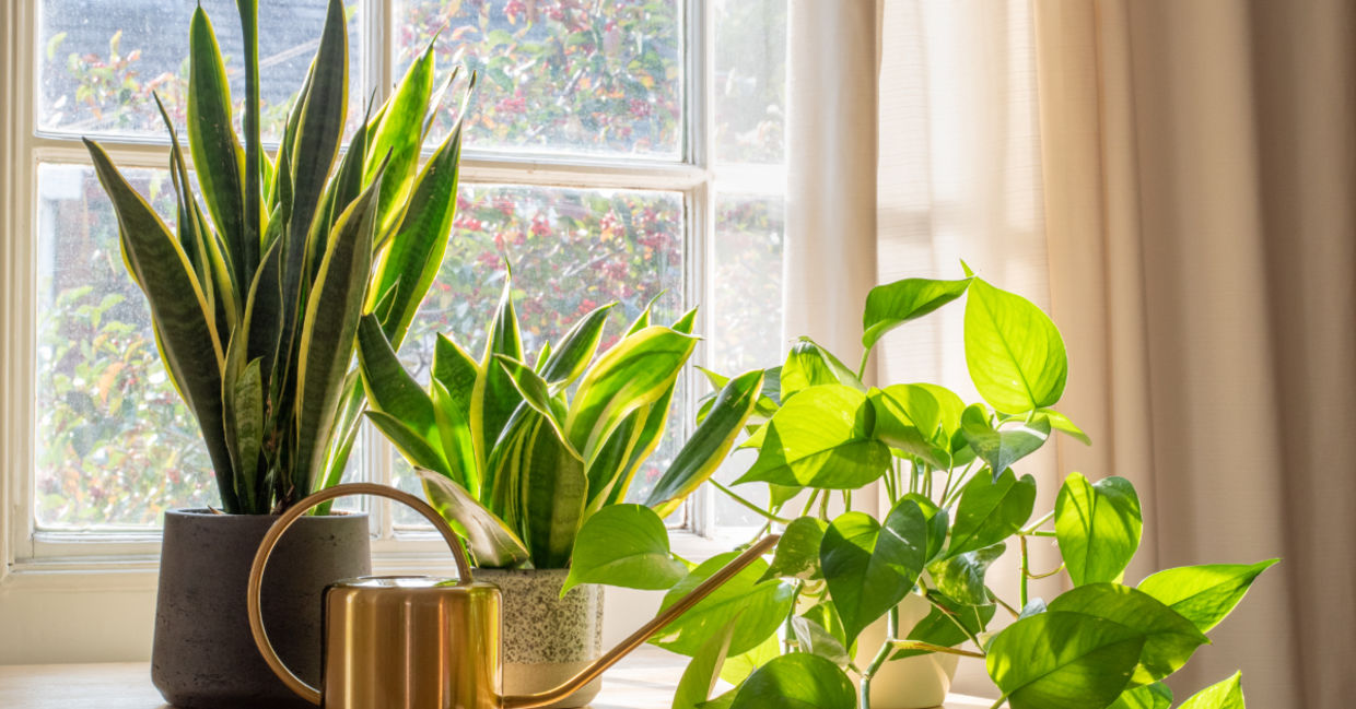 Houseplants can clean the air in your home.