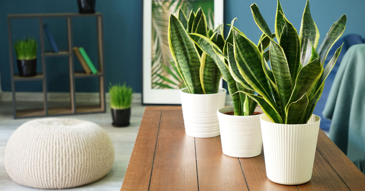 Snake plants can clean the air of harmful chemicals.