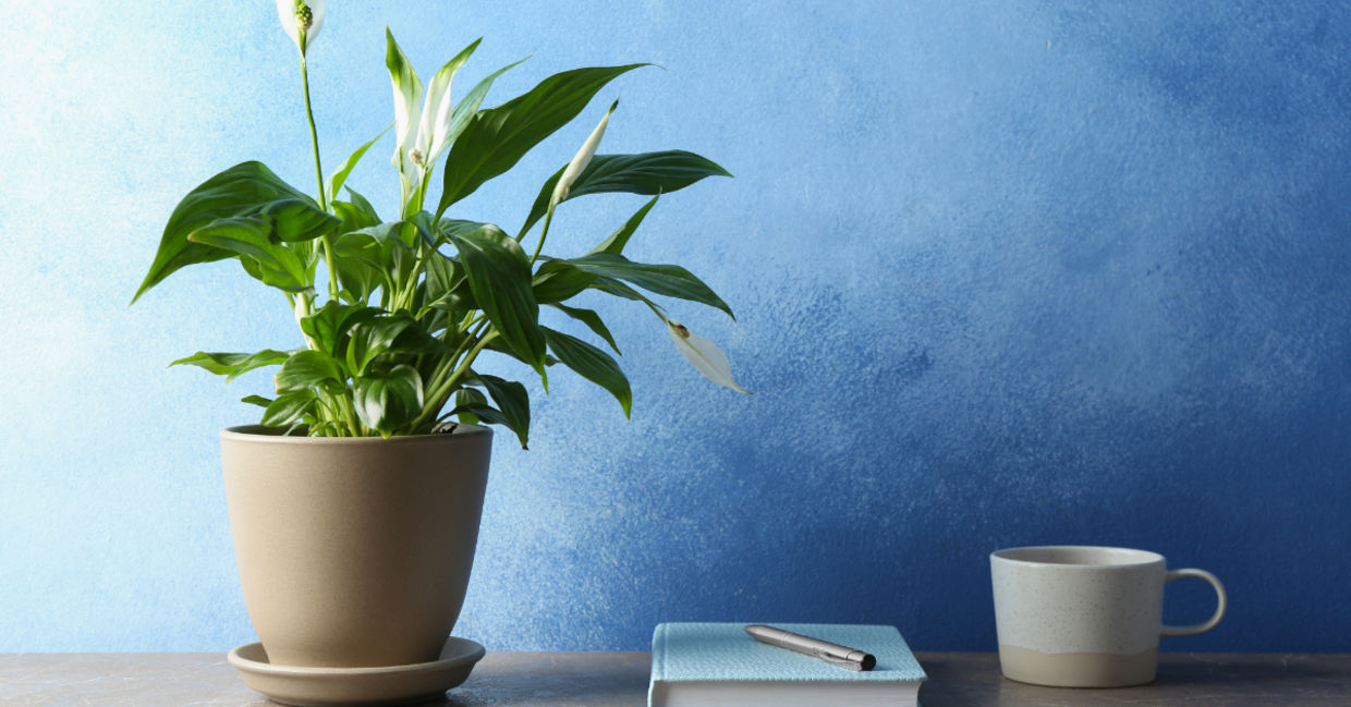 Use the peace lily to beautify and clean your home.