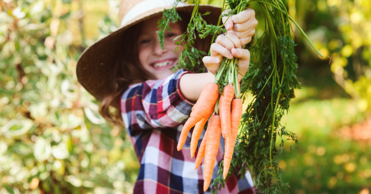 Girl picking carrots in the late fall.