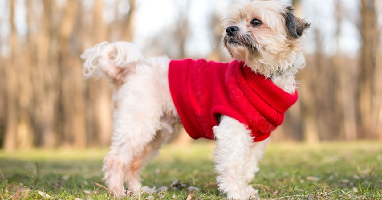 Shih Tzu dog wearing a warm sweater.
