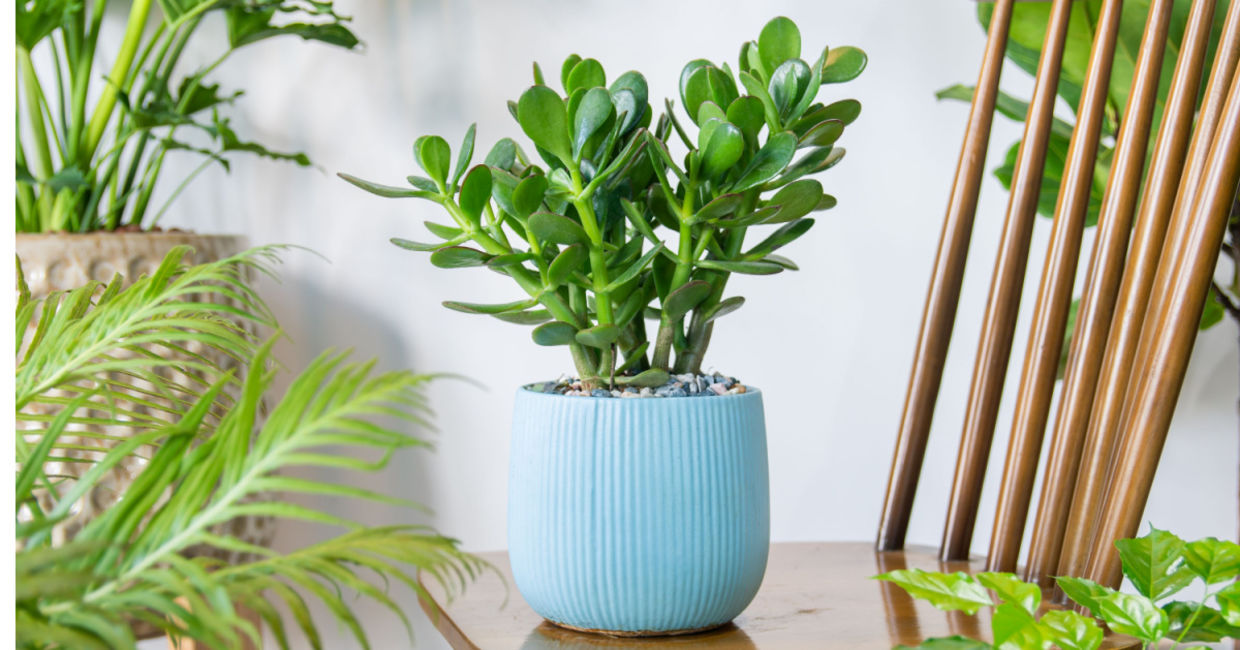 Jade plants need infrequent care.
