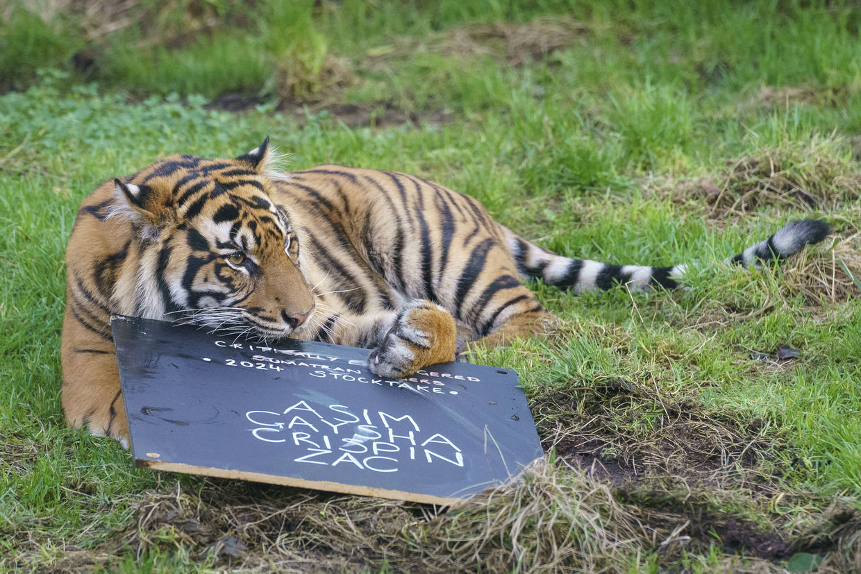 Sumatran tiger Zac plays with a stocktake sign.