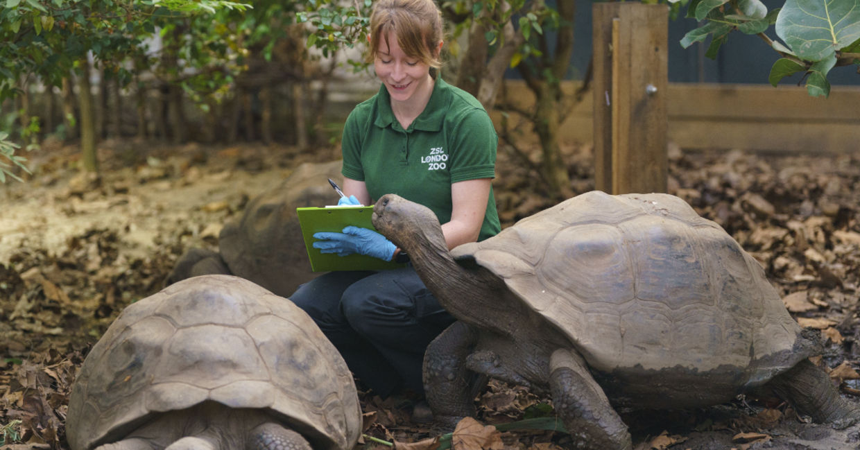 Giant Galapagos tortoises are counted at London Zoo by Kim Carter.