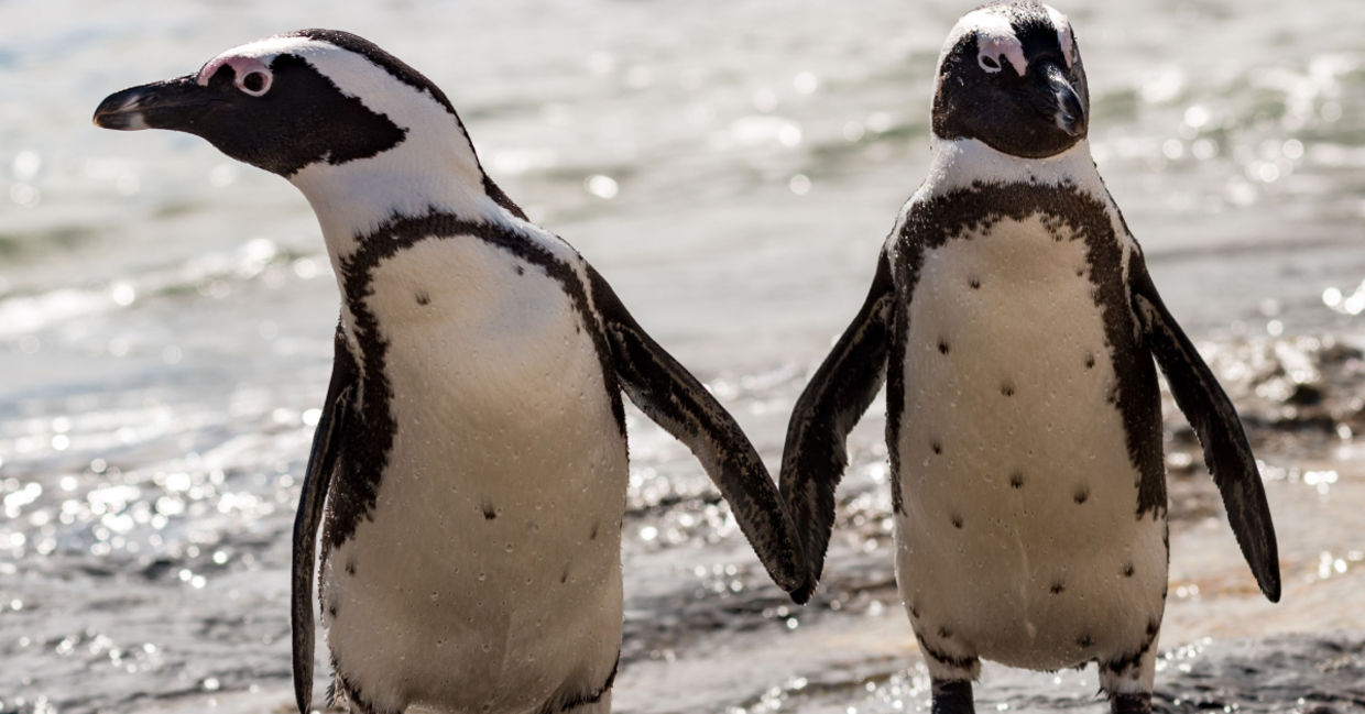 Two penguin friends.