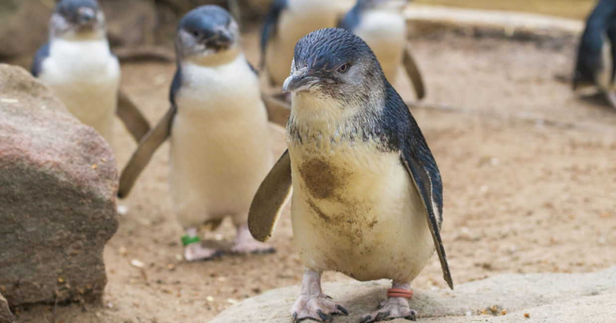 These little penguins are the smallest species.