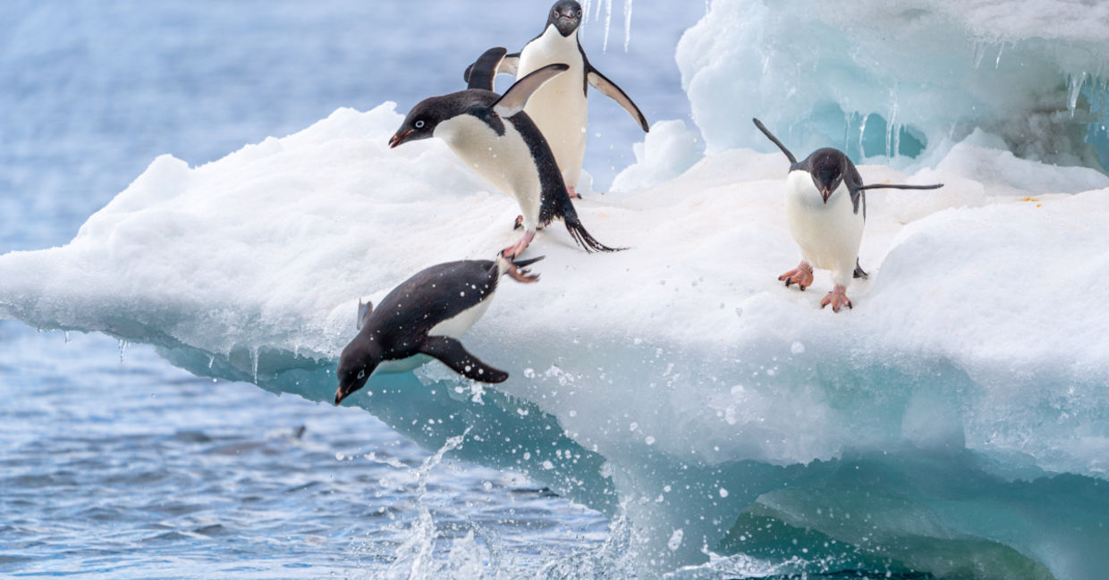 A raft of Adelle penguins in Antarctica jump into the water.