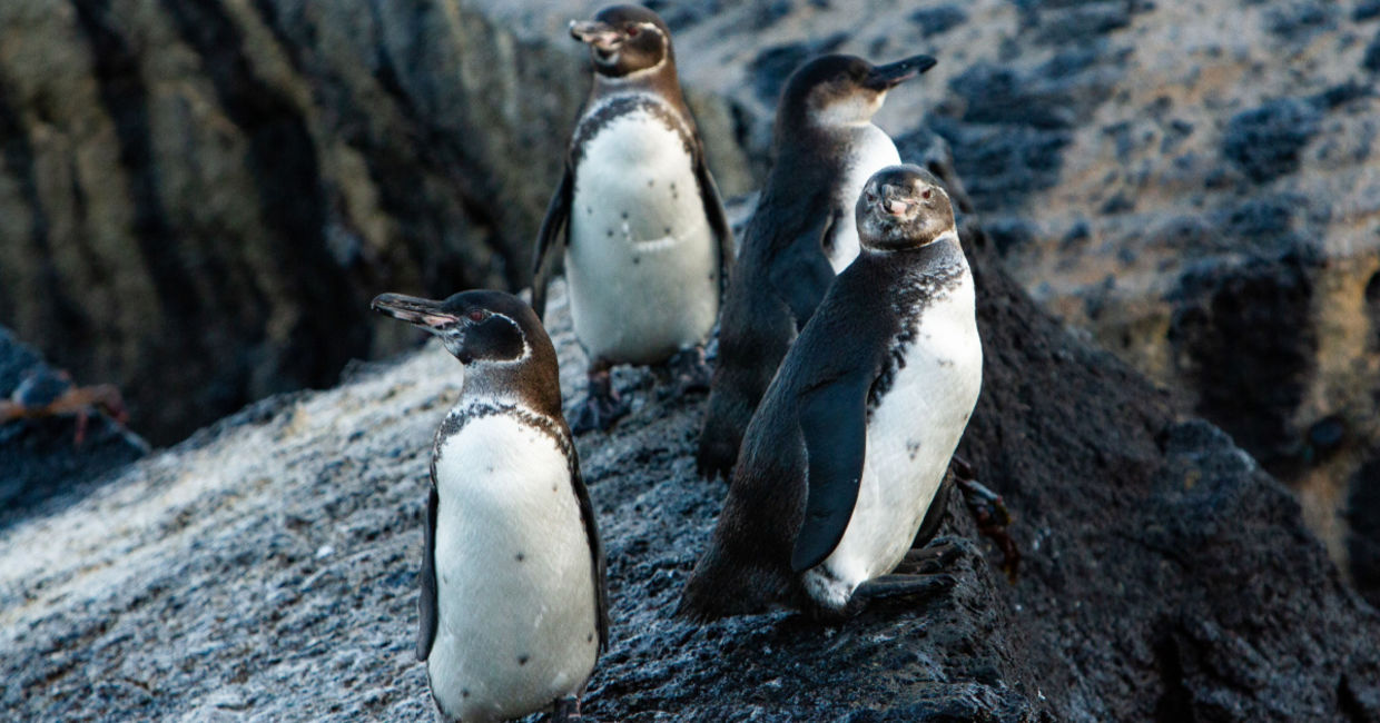 Galapagos penguins.