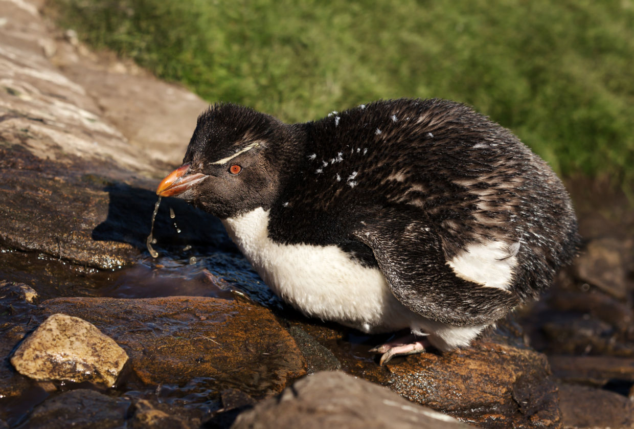 Southern rockhopper penguin drinking.