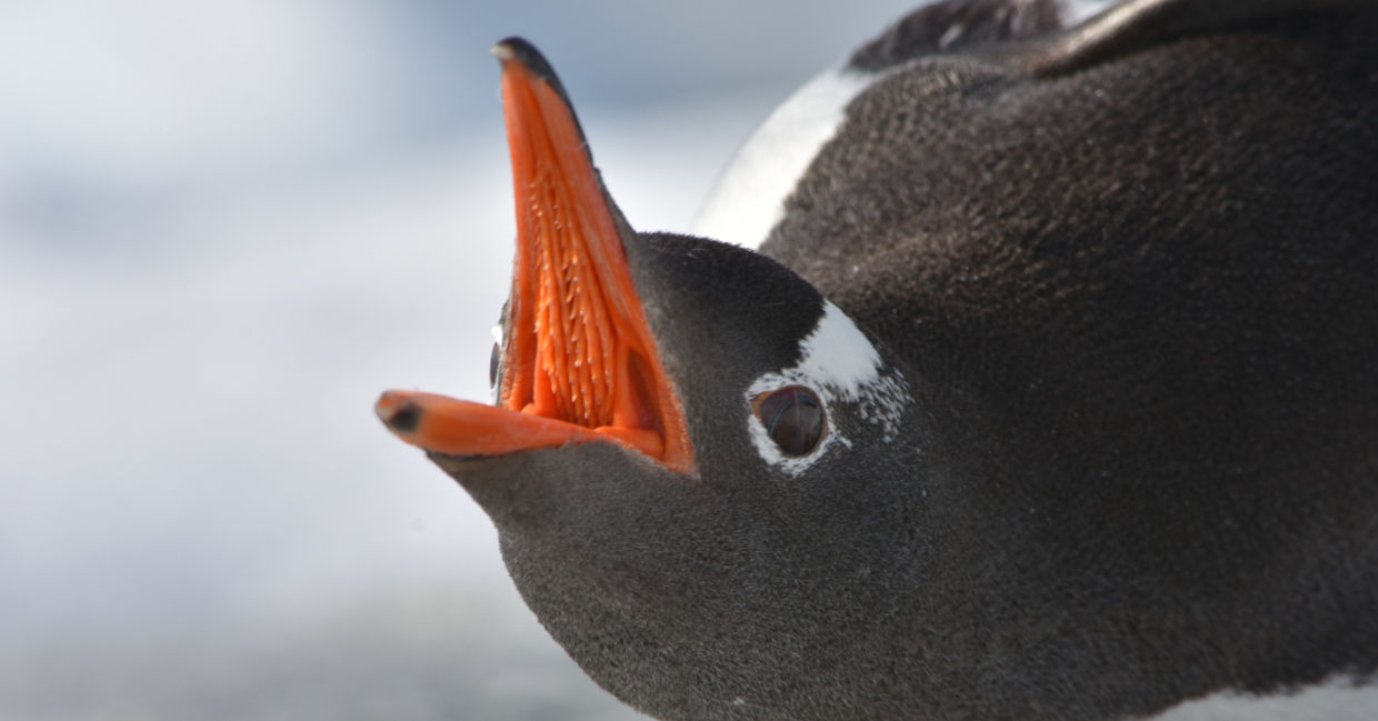 A gentoo penguin with its mouth open.