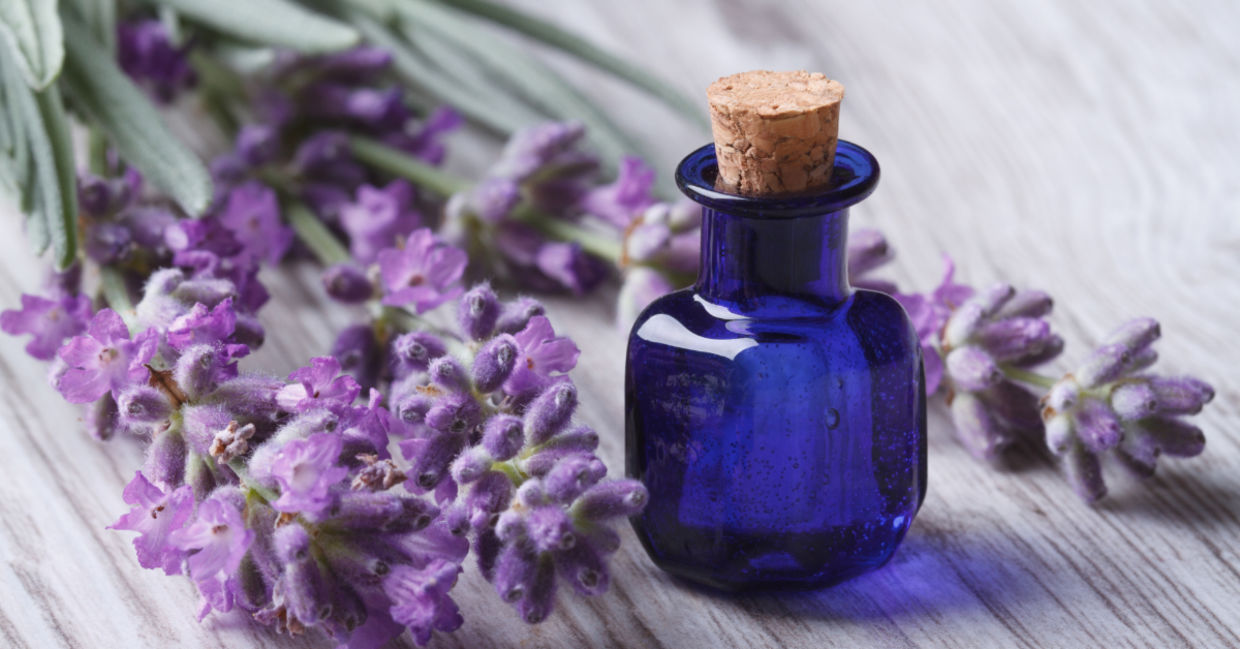 Lavender essential oils can help your memory.