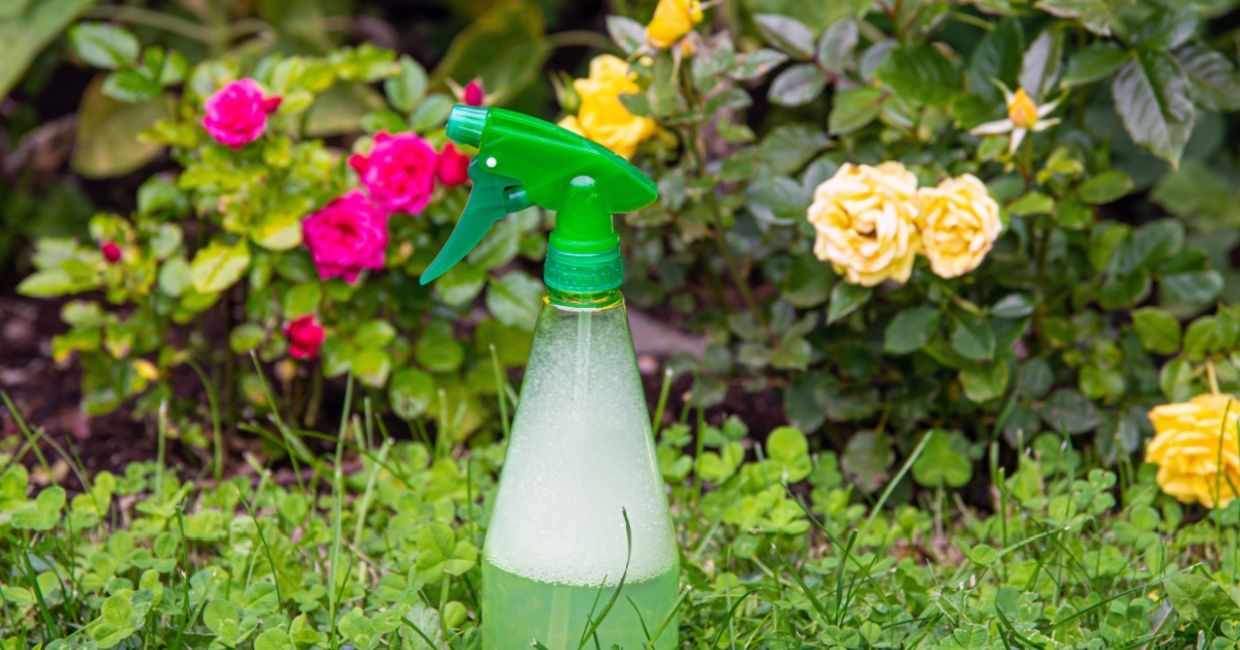 Using a DIY green and safe pesticide.