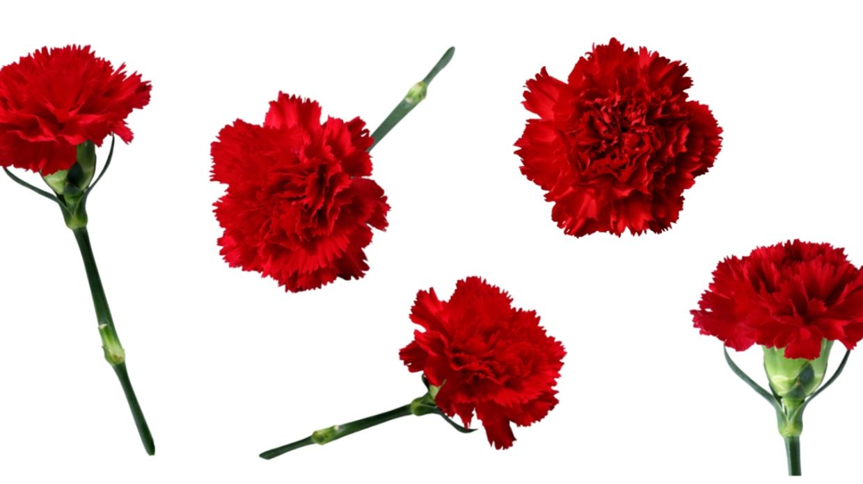 Carnations were worn on Mother’s Day.