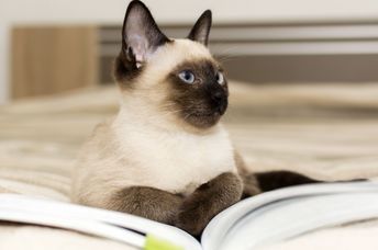 Cats and books go together.