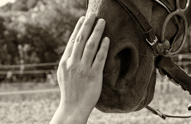 Hand on horse's nose