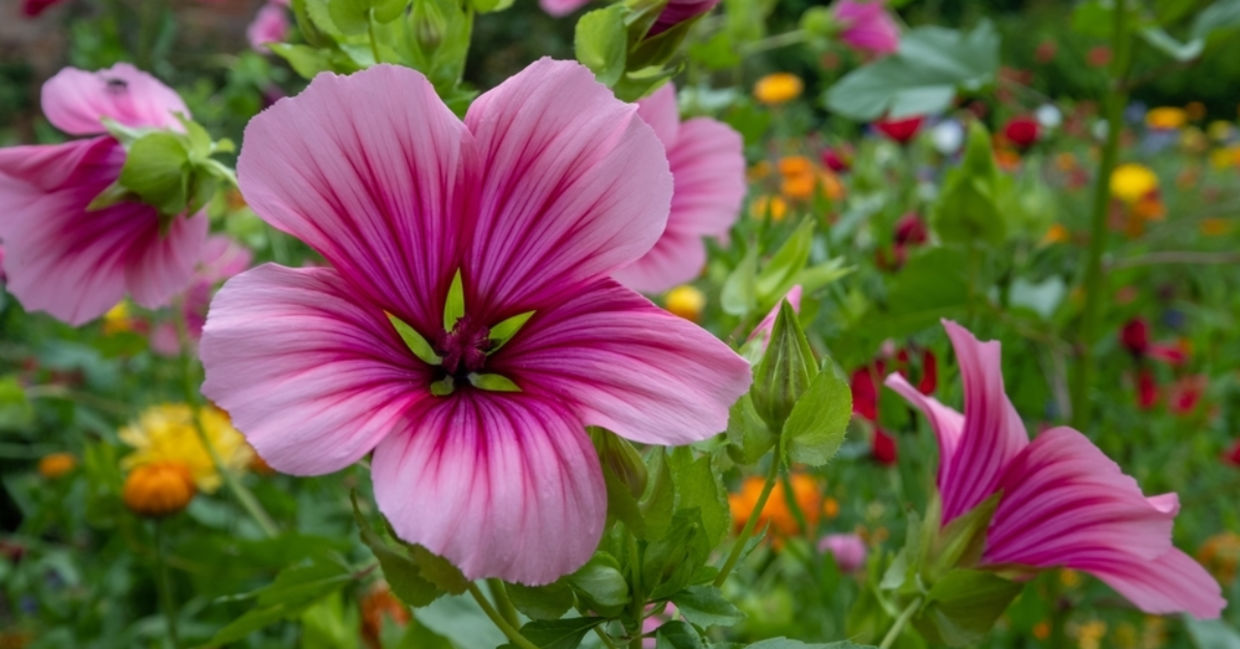 Magenta-colored mallow grows in a garden of wildflowers.