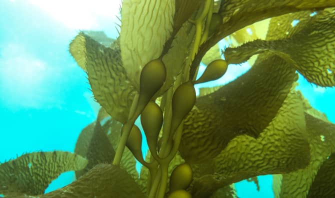 5 Kelp Benefits for Your Health
