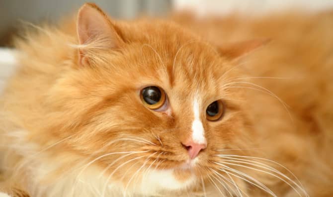 This Stray Cat Walked Into Hospital ‘Asking’ Doctors for Help!