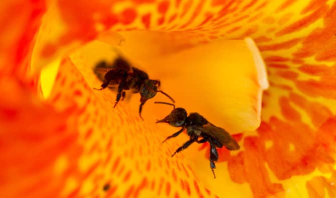 Stingless Bees Pollinate Coconuts and Mangos