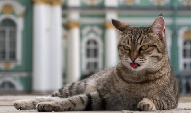 These Cats Take Care of This Iconic Museum’s Art!