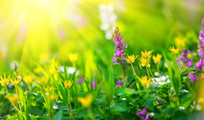 Swap Out That Grass Lawn With These Stunning Options