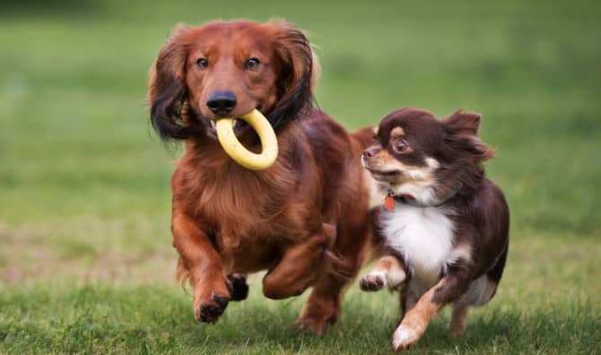 Introducing the First Dog Social Club