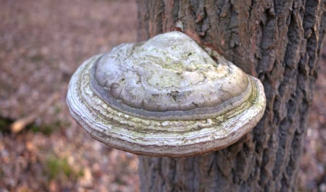 Introducing 5 Benefits of Agarikon Mushrooms