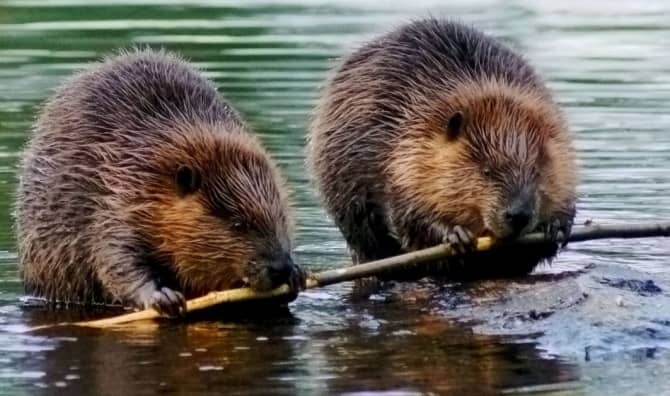 New Study Shows That  Beavers Create Cleaner Rivers
