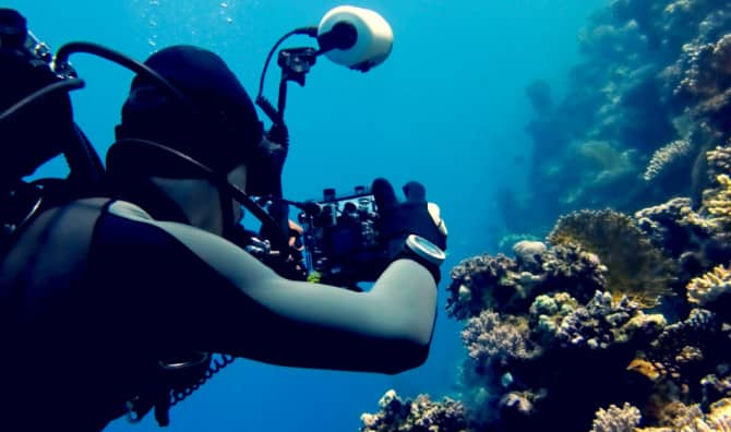Coral Reef Champion Emerges From Obscurity