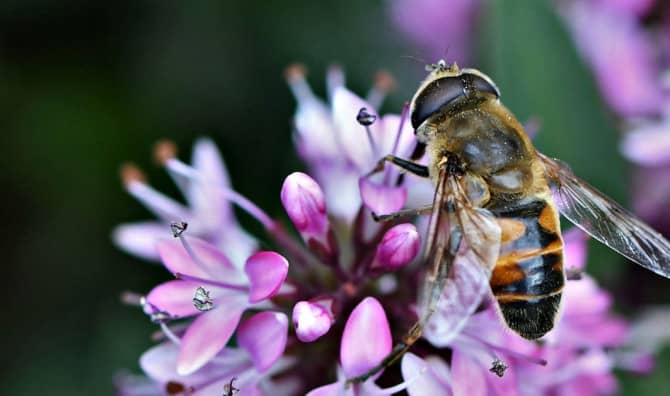 This Database can Help Your Garden Bloom