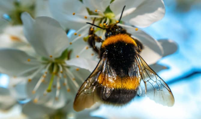 New Study Shows Bees Learn From One Another