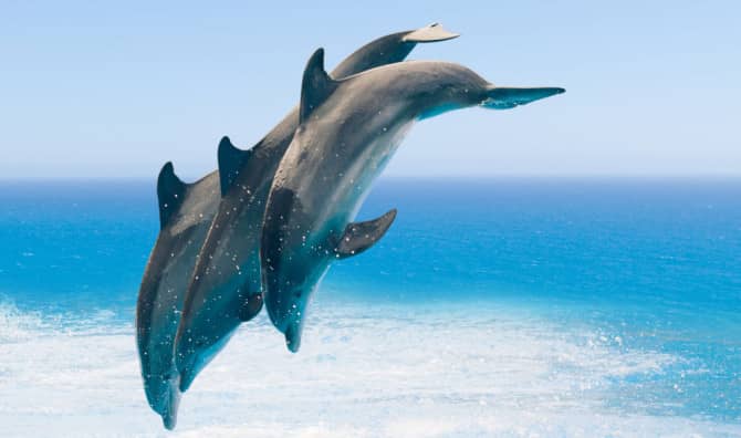 5 Spiritual Meanings of Dolphins