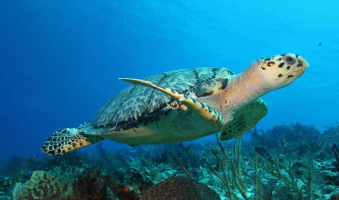 This Man Turned His Life Around to Help Turtles